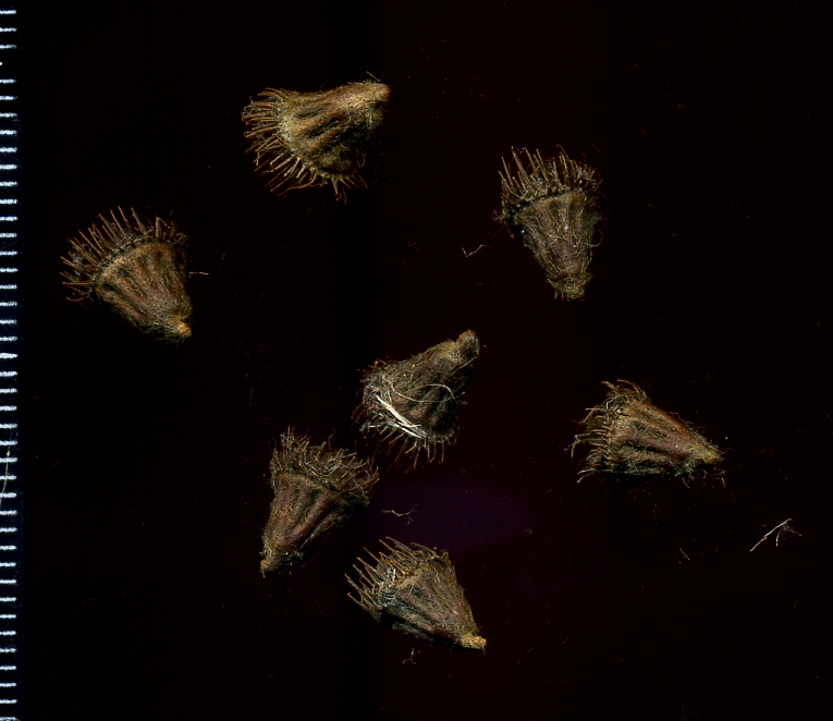 Image of Agrimonia eupatoria specimen.