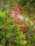 Pyrola incarnata. Цветущие растения. Камчатский край, Быстринский р-н, природный парк \"Вулканы Камчатки\", северный участок, кластер Быстринский, Анаунский вулканический р-н, сопка Илмаган, кустарничково-лишайниковая тундра, 920 м н.у.м. 30.06.2016.