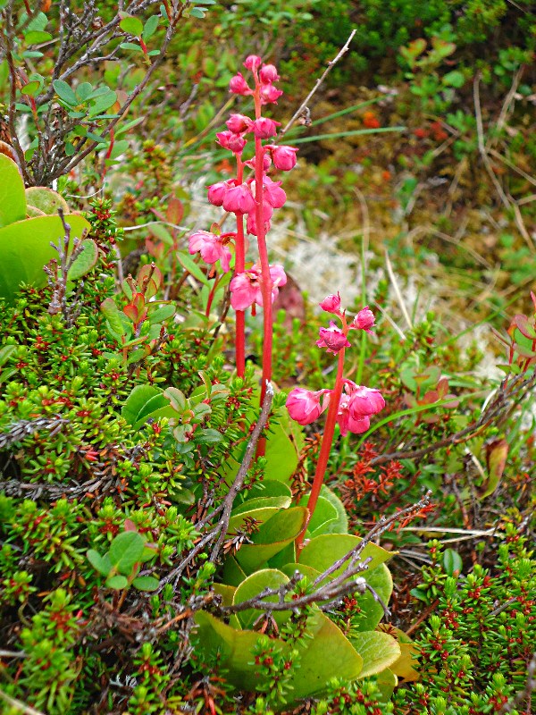 Image of Pyrola incarnata specimen.