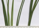 Carex remota