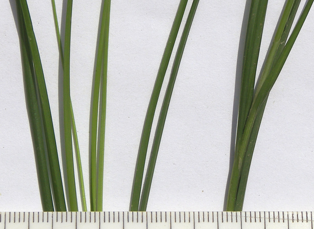 Image of Carex remota specimen.