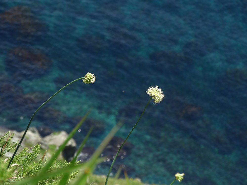 Image of Allium condensatum specimen.