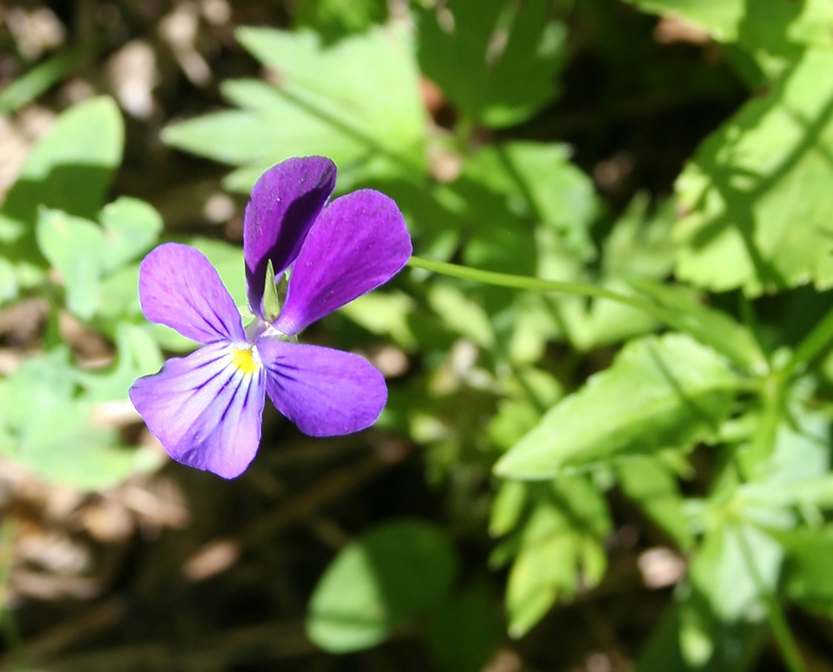 Image of Viola disjuncta specimen.