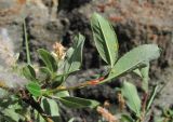 Salix kuznetzowii