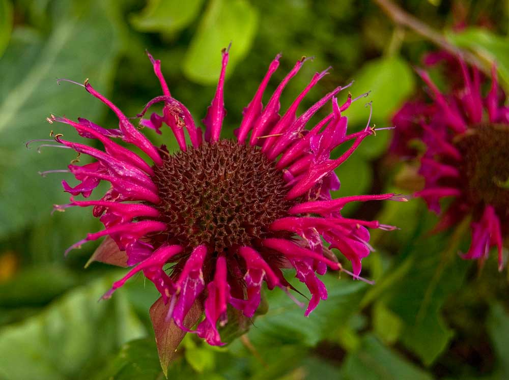 Image of Monarda didyma specimen.