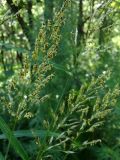Spodiopogon sibiricus. Соцветия. Приморье, окр. г. Находка, смешанный лес. 23.08.2016.
