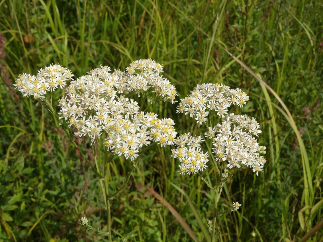 Image of Turczaninowia fastigiata specimen.