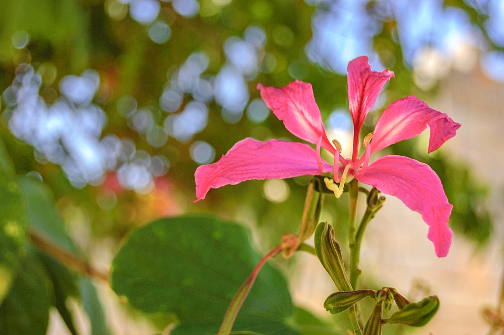 Изображение особи род Bauhinia.