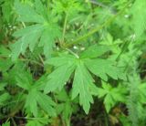 Geranium sibiricum