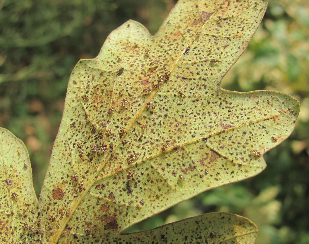 Изображение особи Quercus robur.