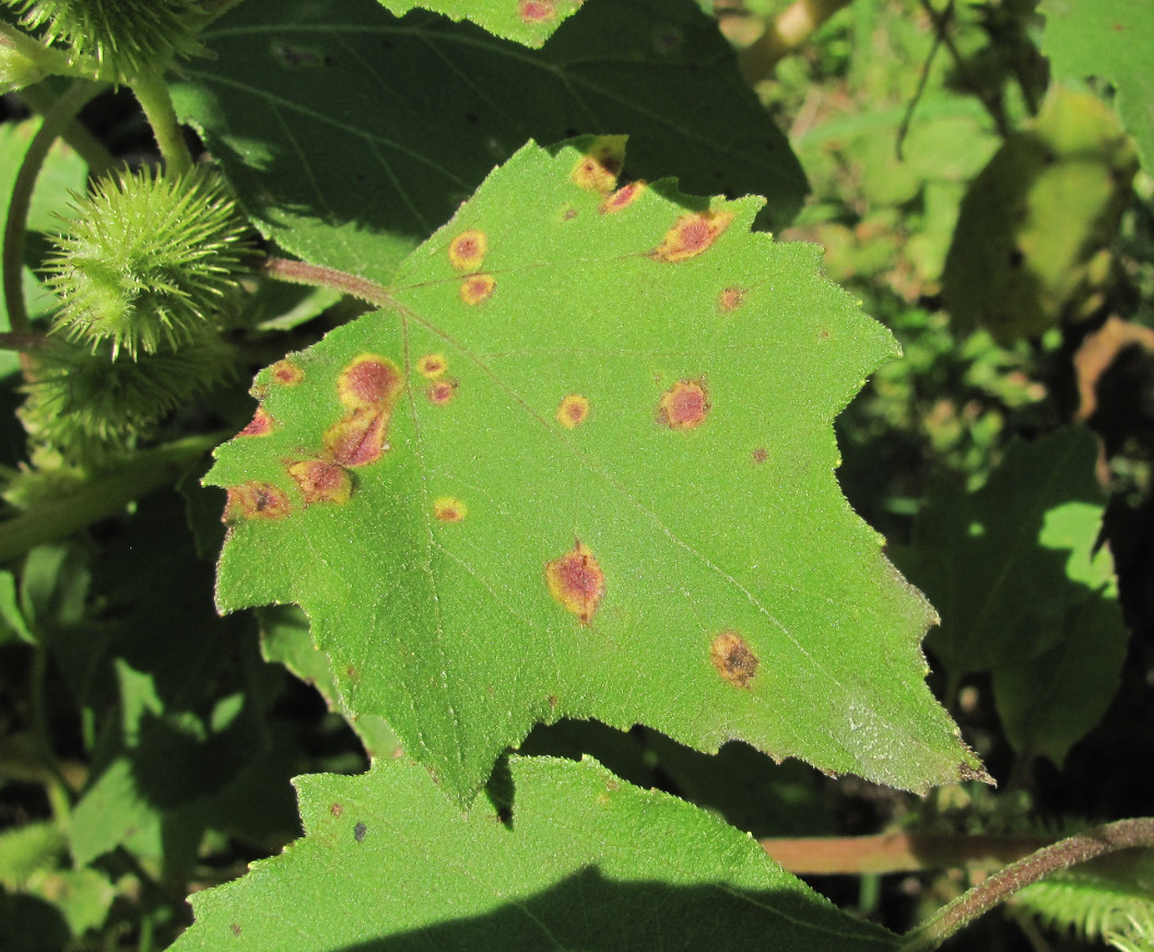 Image of Xanthium orientale specimen.