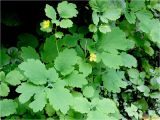 Chelidonium majus