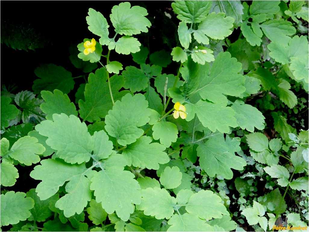 Image of Chelidonium majus specimen.