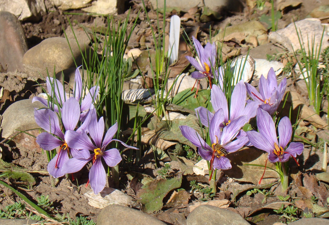 Image of Crocus sativus specimen.