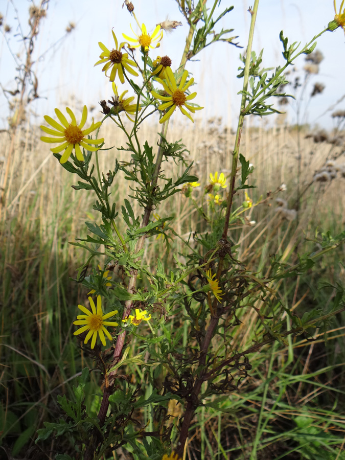 Image of genus Senecio specimen.