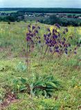 Salvia nutans