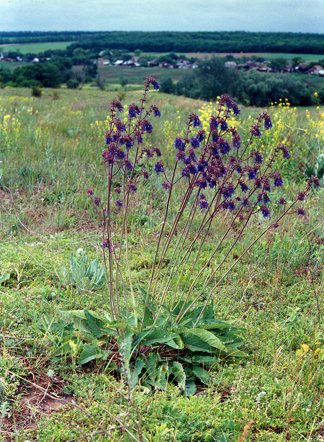 Изображение особи Salvia nutans.