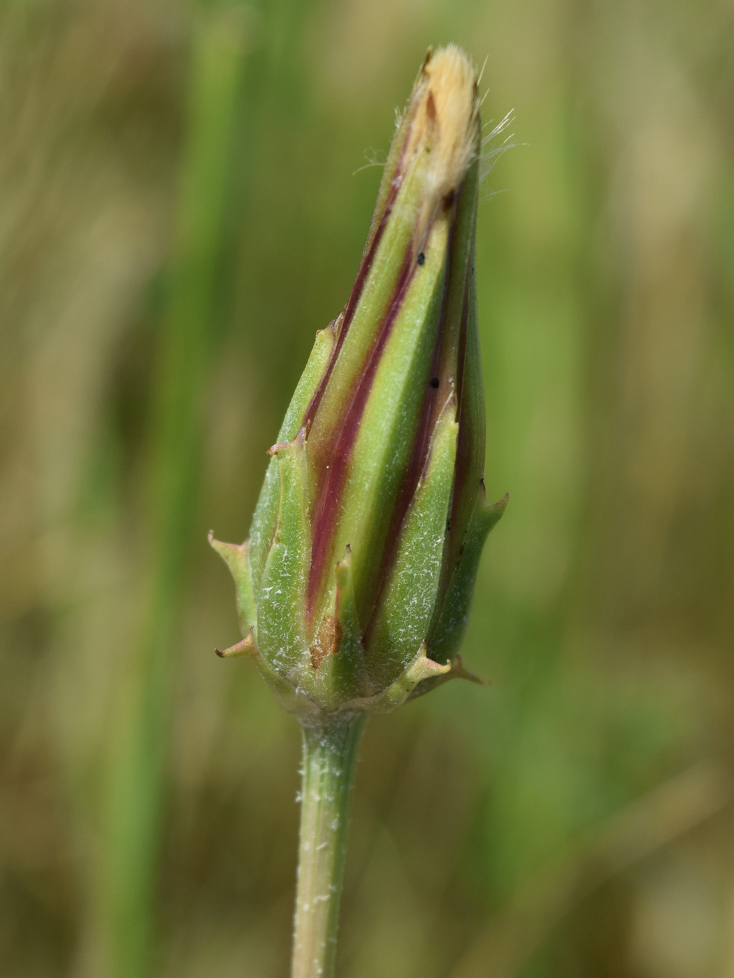 Image of Scorzonera songorica specimen.