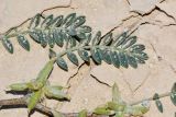 Astragalus tribuloides