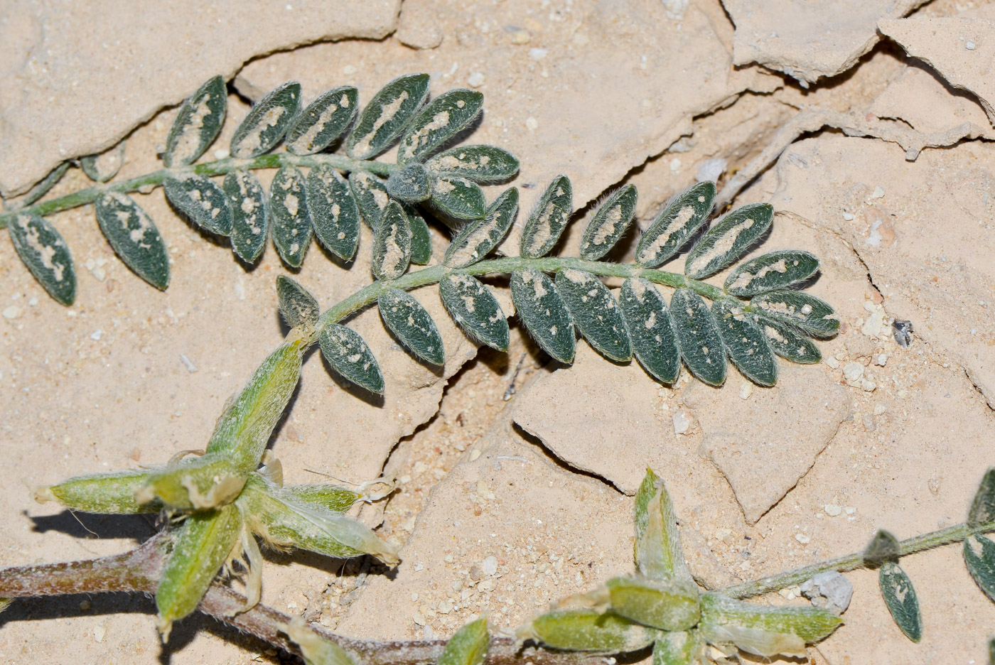 Изображение особи Astragalus tribuloides.