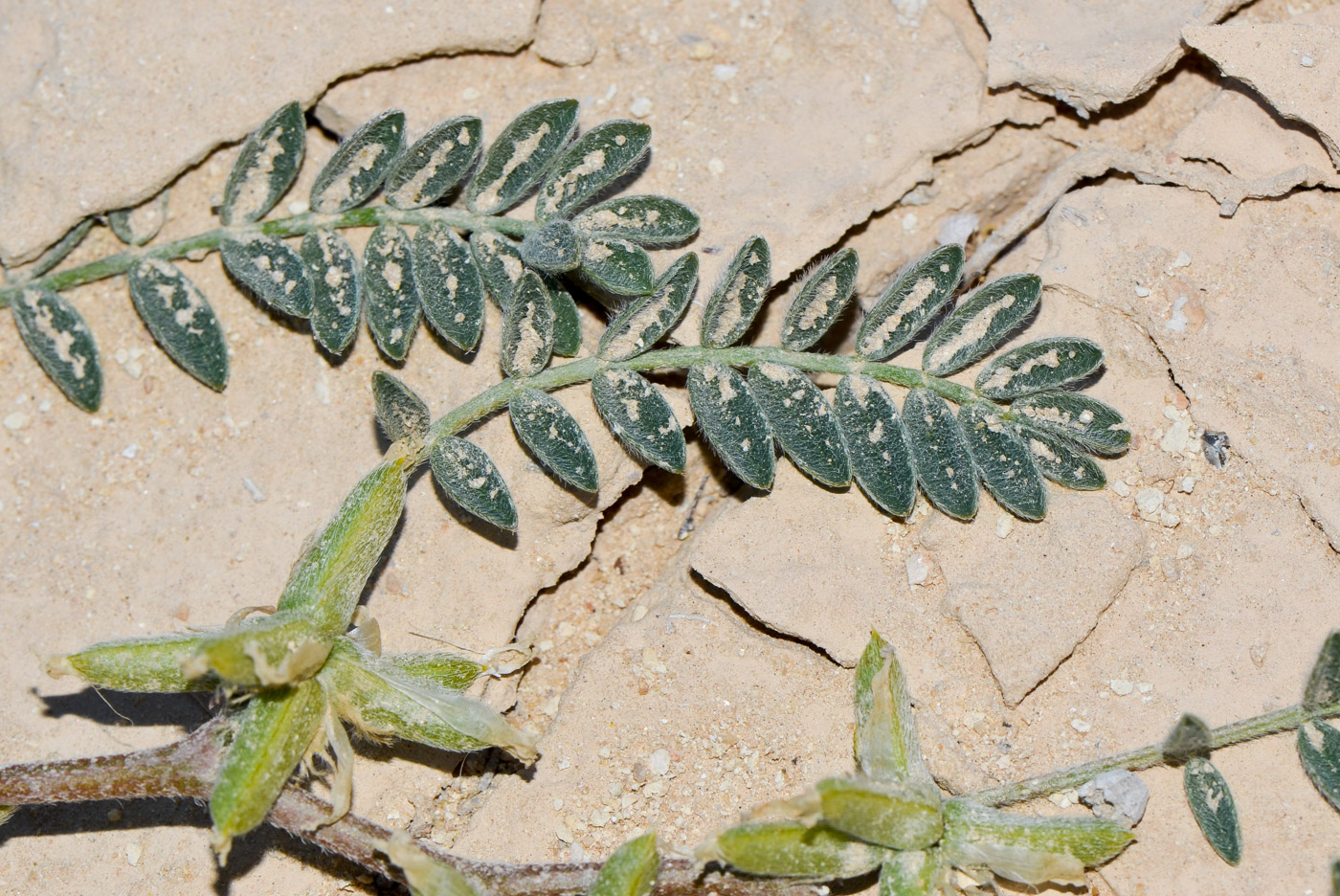 Изображение особи Astragalus tribuloides.