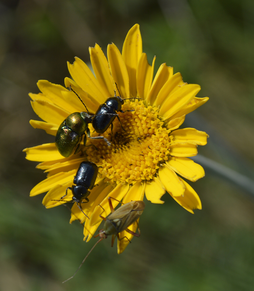 Изображение особи Anthemis tinctoria.