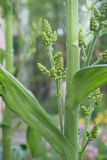 Veratrum lobelianum. Часть стебля с основаниями листьев и пазушными соцветиями в бутонах. Мурманск, МАГУ, в культуре. 22.06.2016.