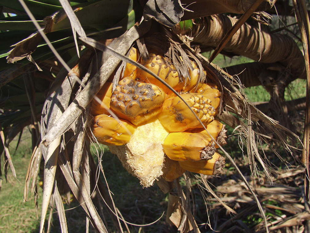 Изображение особи Pandanus tectorius.