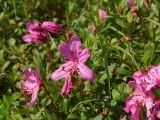 Rhododendron camtschaticum
