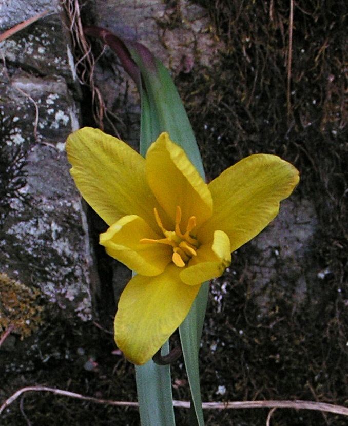 Image of Tulipa uniflora specimen.