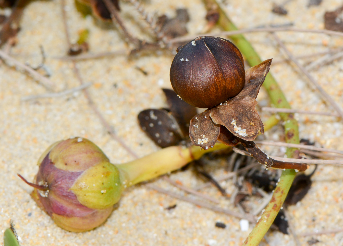 Image of Ipomoea pes-caprae specimen.