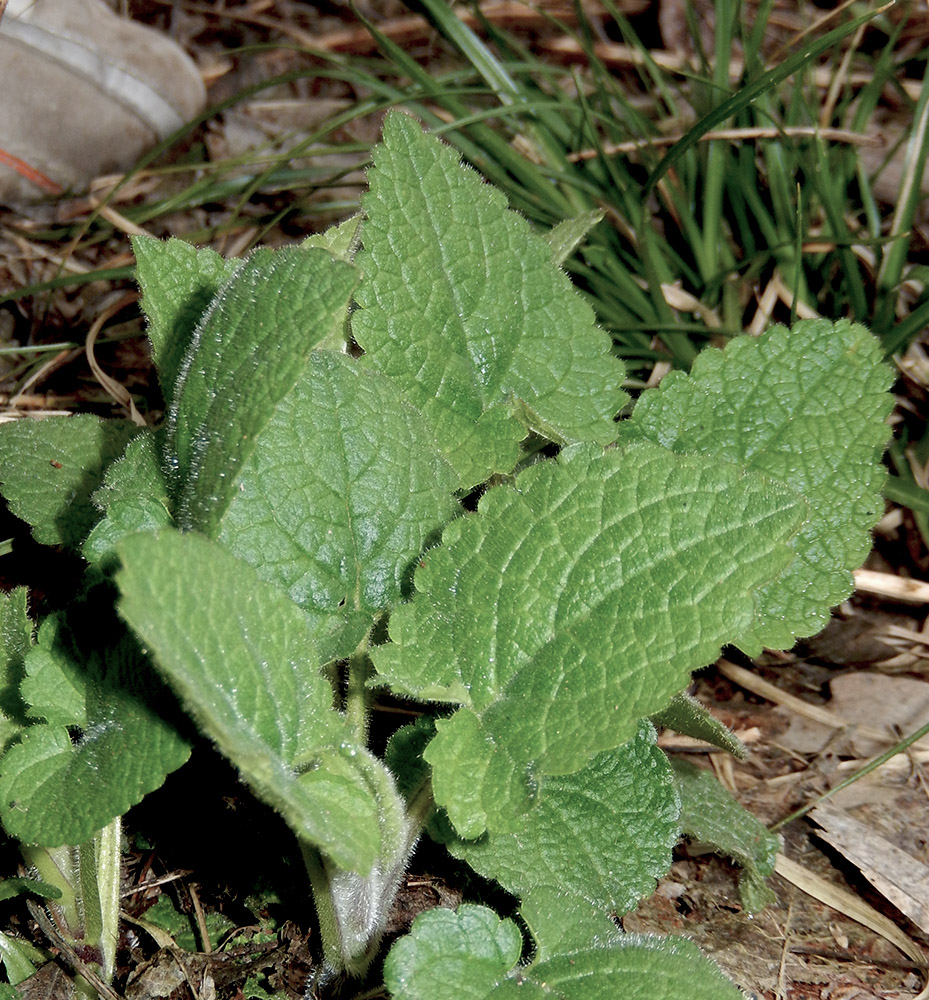 Image of Stachys sylvatica specimen.