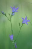 Campanula patula