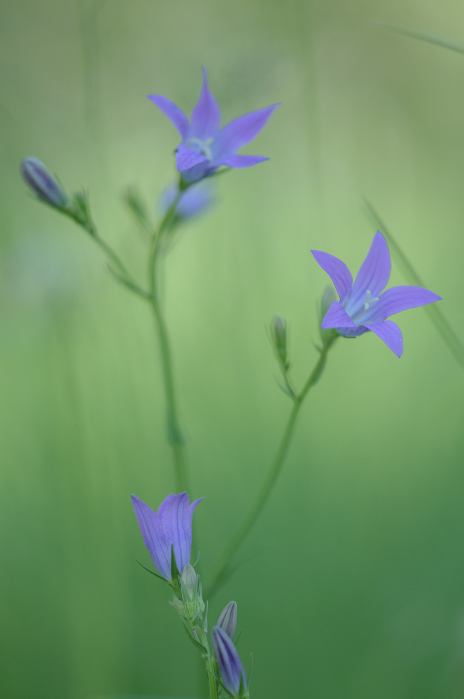 Image of Campanula patula specimen.