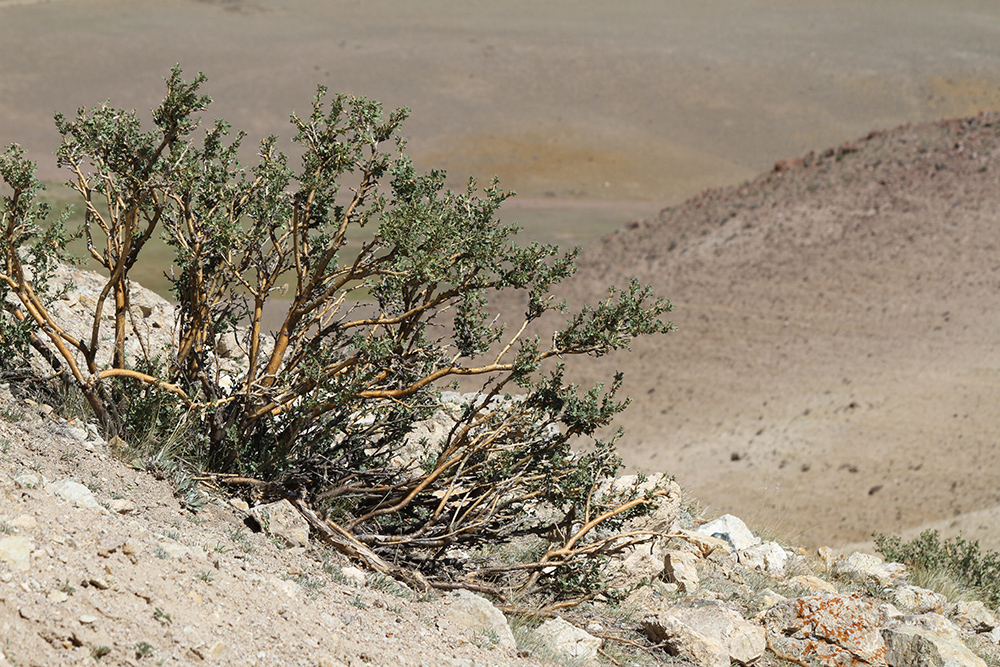 Image of Caragana bungei specimen.