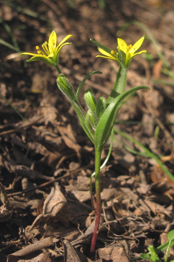 Image of Gagea villosa specimen.