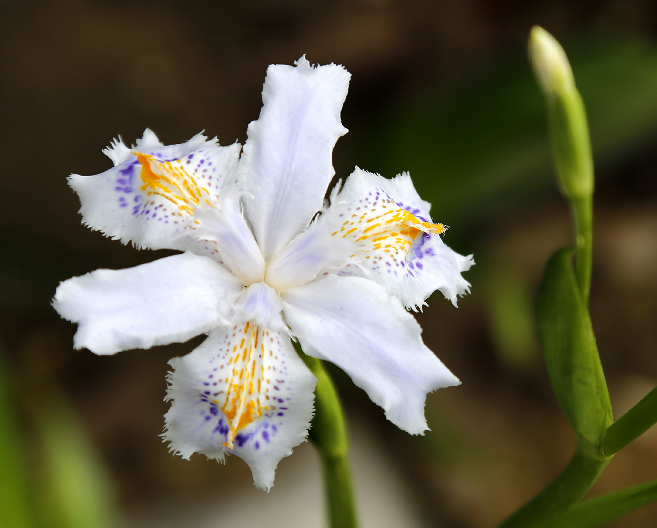 Изображение особи Iris japonica.