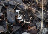 Peltigera polydactylon