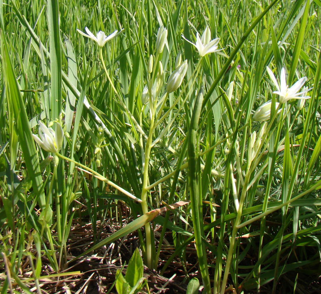 Изображение особи Ornithogalum woronowii.