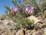 Astragalus kronenburgii. Цветущее растение. Южный Казахстан, Сырдарьинский Каратау, Юго-Восточный Каратау, горы Улькен Актау, долина р. Тамды, южн. склон мелкозёмных отложений. 25 апреля 2017 г.