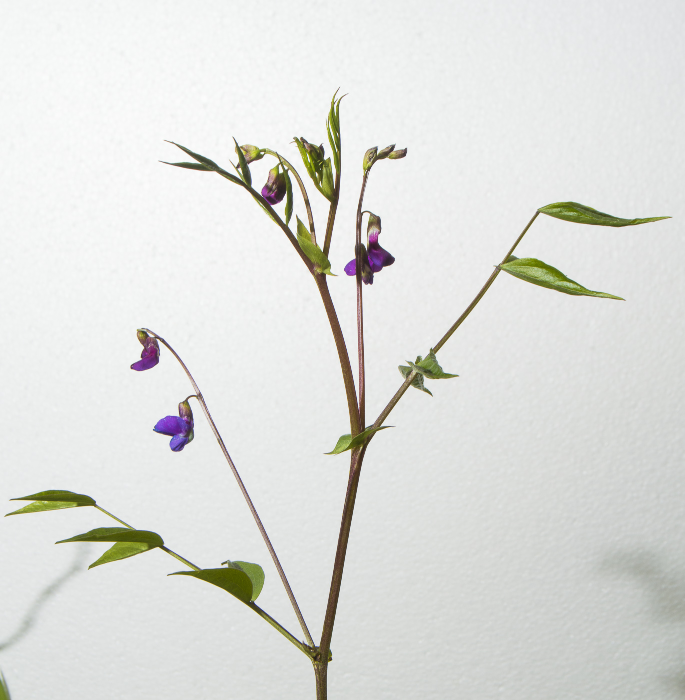 Image of Lathyrus vernus specimen.