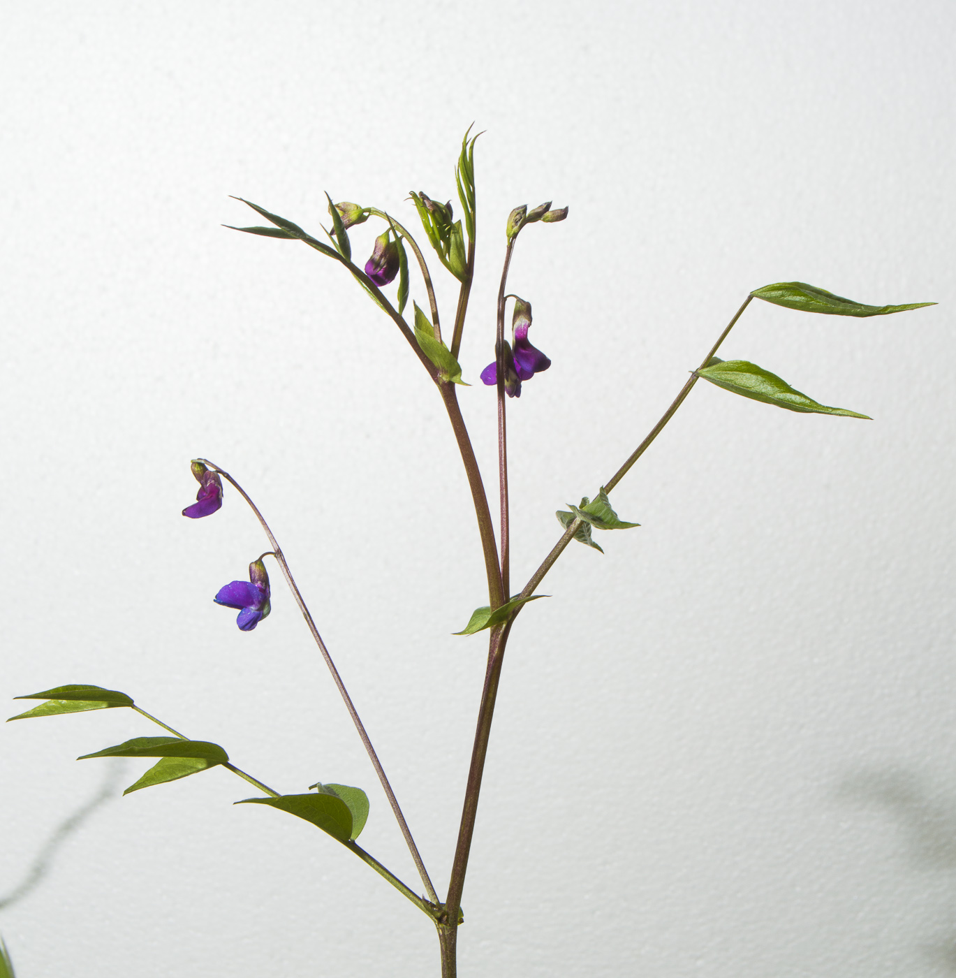 Изображение особи Lathyrus vernus.