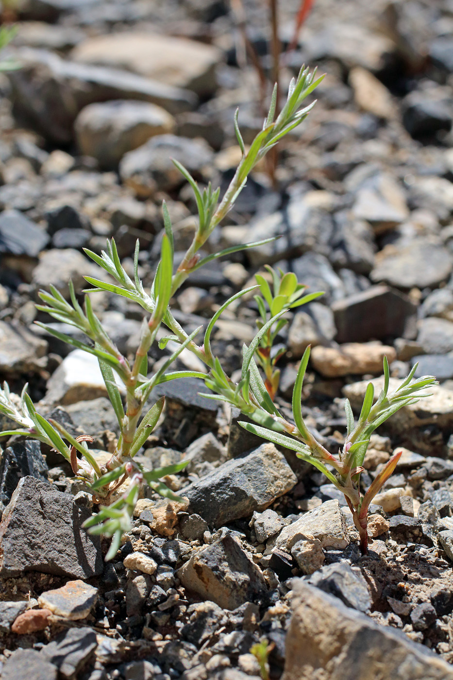 Image of Polygonum polycnemoides specimen.