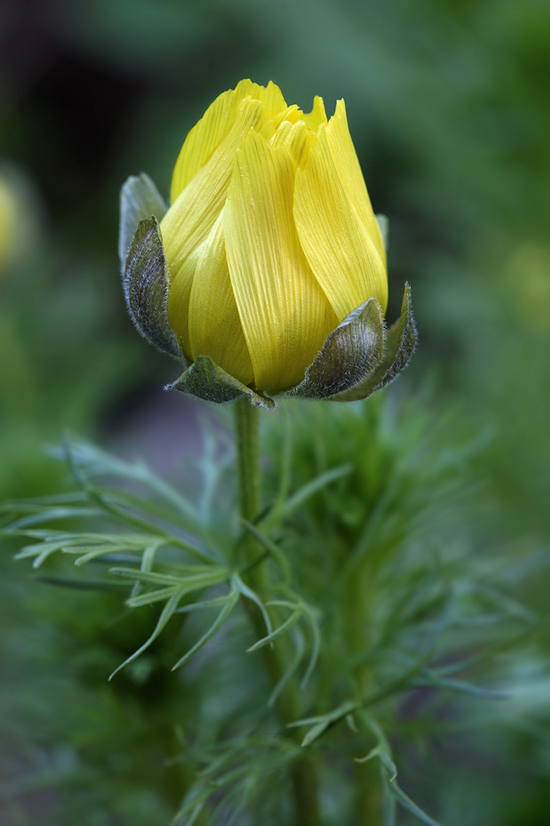 Изображение особи Adonis vernalis.