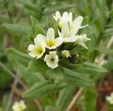 Buglossoides rochelii