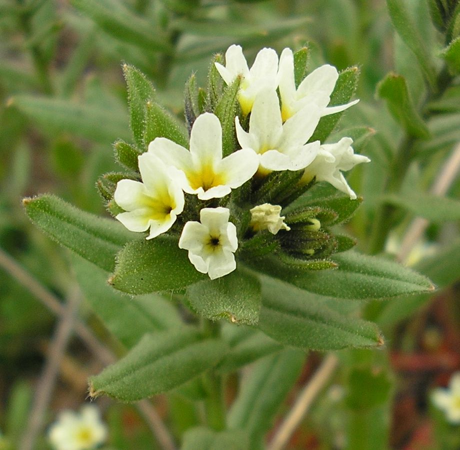 Изображение особи Buglossoides rochelii.