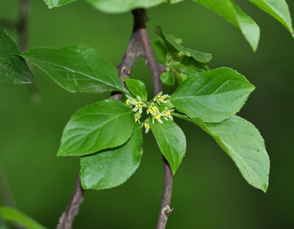 Изображение особи Celastrus flagellaris.