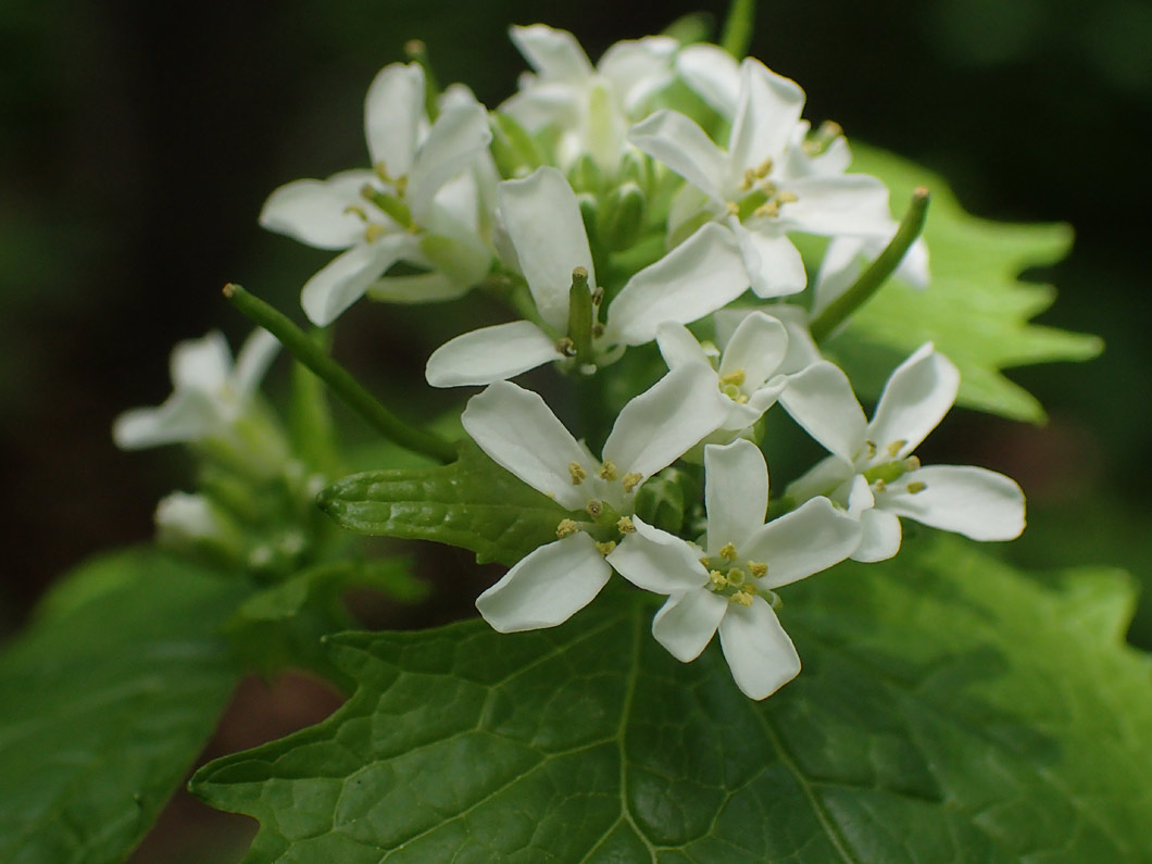 Чесночница черешчатая Alliaria petiolata. Чесночница черешковая плод. Чесночница белая растение. Чесночница черешковая в магии.