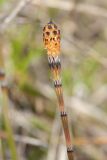 Equisetum variegatum. Верхушка побега со стробилом. Ленинградская обл., Гатчинский р-н, окр. пос. Пудость, луг на травертине на месте заброшенного карьера. 27.05.2017.