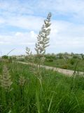 Calamagrostis epigeios. Верхушка цветущего растения. Ростовская обл., Азовский р-н, побережье Таганрогского залива в р-не косы Очаковская у подножия надбереговой террасы. 15.06.2017.